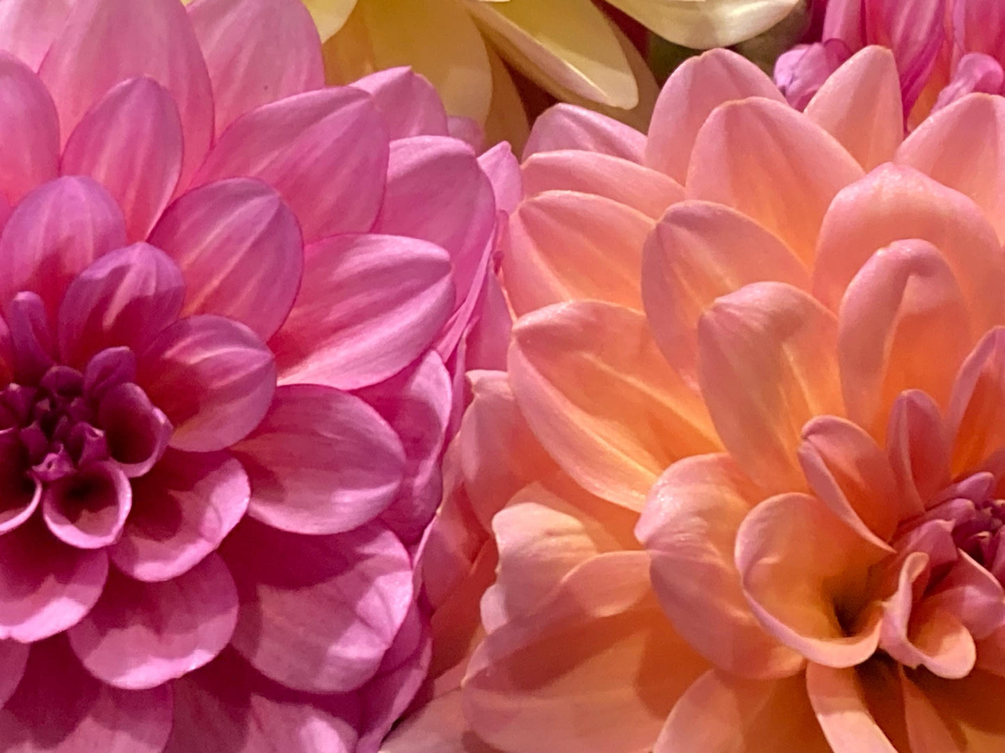 Best Seller Sweet Dreams Floral